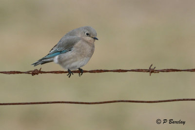 Mountain Bluebird (f)