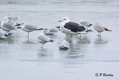 Great Black-backed Gull