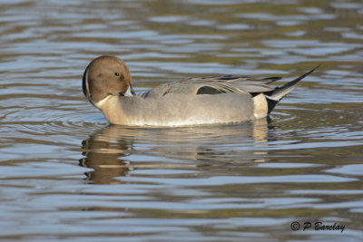 Northern Pintail:  SERIES (2 images)