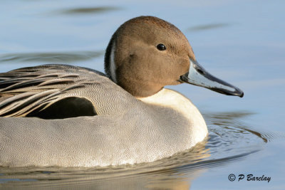 Northern Pintail