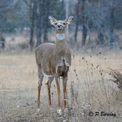 White-tailed Deer (f):  SERIES (2 images)