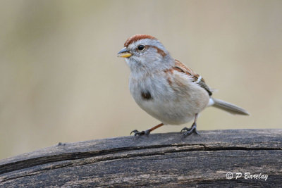 American Tree Sparrow