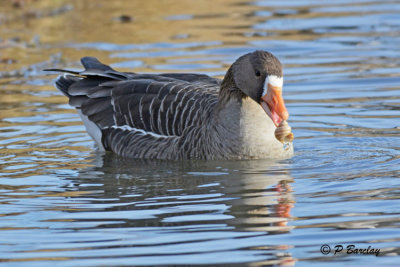 Greater White-fronted Goose:  SERIES (3 images)