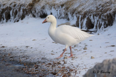 Snow Goose:  SERIES (2 images)