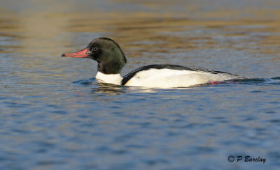 Common Merganser (m):  SERIES (3 images)