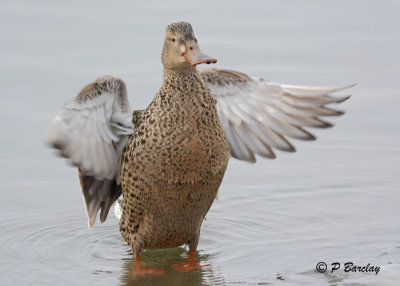 Northern Shoveler:  SERIES (2 images)