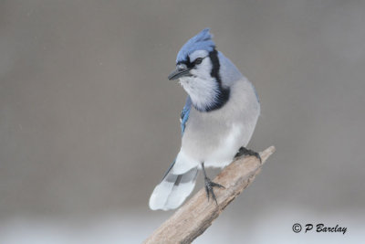 Blue Jay