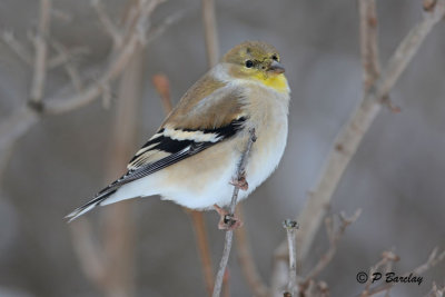 Goldfinch