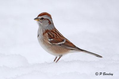 American Tree Sparrow