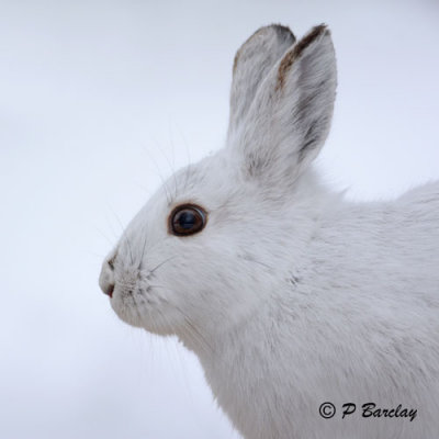 Snowshoe Hare