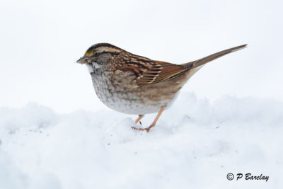 White-throated Sparrow