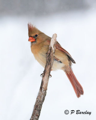 Northern Cardinal (f):  SERIES (2 images)