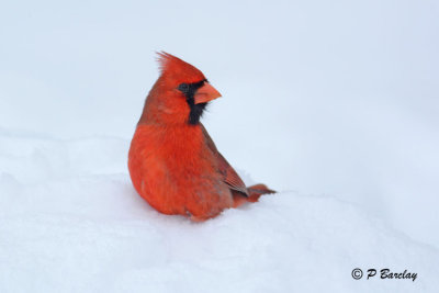 Northern Cardinal (m):  SERIES (2 images)