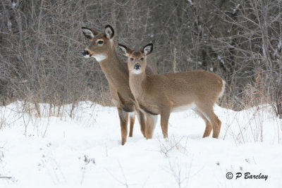 White-tailed Deer