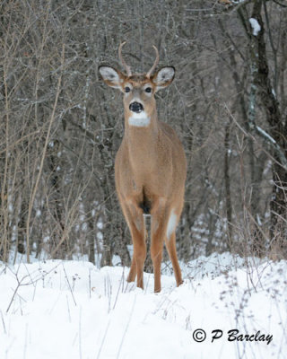 White-tailed Deer:  SERIES (2 images)