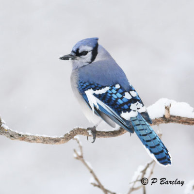 Blue Jay