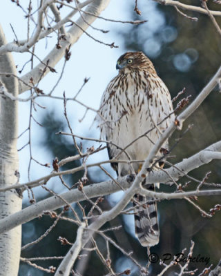 Cooper's Hawk (juv)