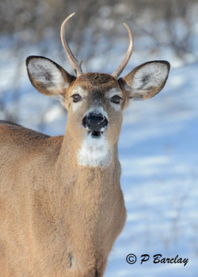 White-tailed Deer 