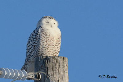 Snowy Owl