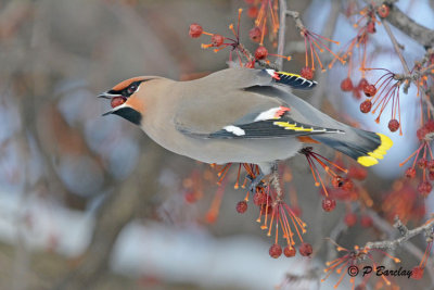 Bohemian Waxwing