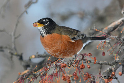 American Robin