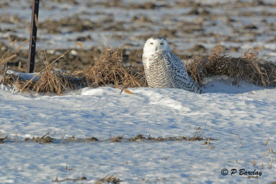 Snowy Owl