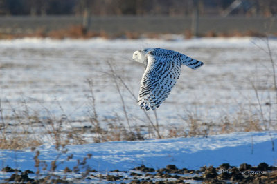 Snowy Owl