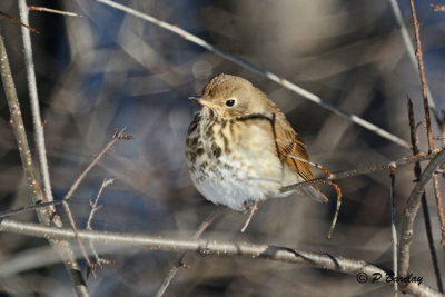 Hermit Thrush