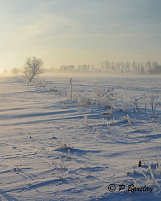 Early morning frost & fog