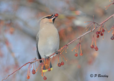 Bohemian Waxwing