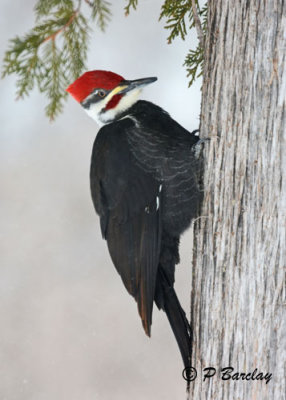 Pileated Woodpecker (m)