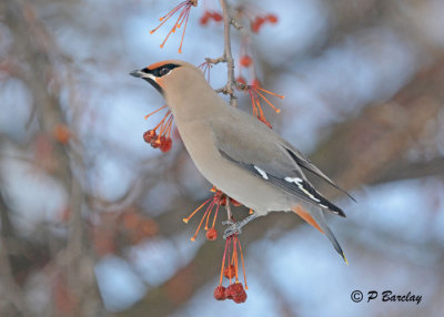 Bohemian Waxwing