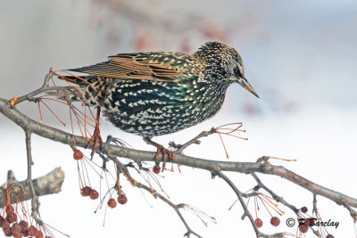 Starling