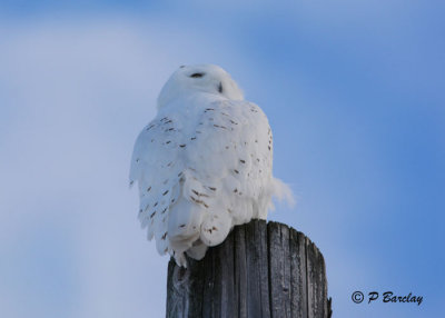 Snowy Owl