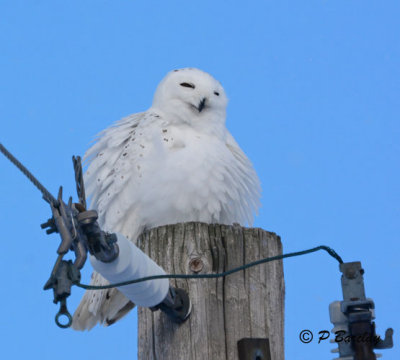 Snowy Owl: SERIES (2 images)