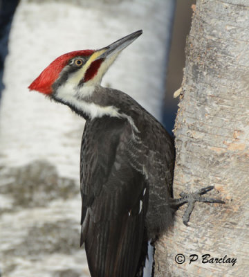 Pileated Woodpecker:  SERIES (2 images)