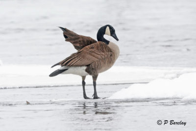Canada Goose:  SERIES (2 images)