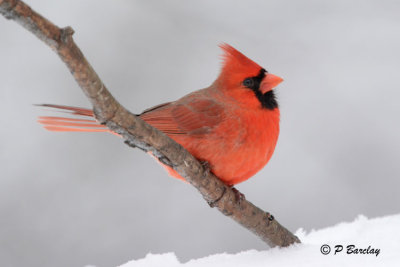 Northern Cardinal (m)