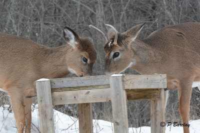 White-tailed Deer