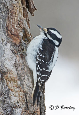 Downy Woodpecker (f)