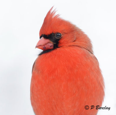 Northern Cardinal (m)