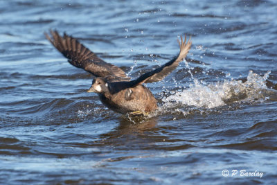 Harlequin Duck (juv male):  SERIES (2 images)