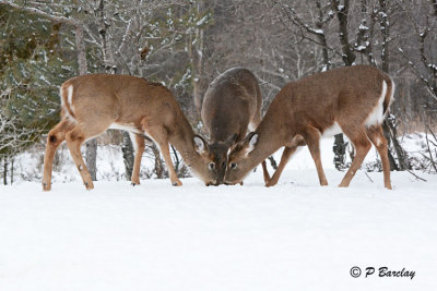 White-tailed Deer