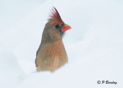 Northern Cardinal (f):  SERIES (2 images)