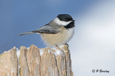 Black-capped Chickadee