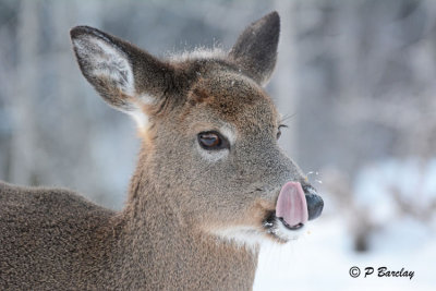 White-tailed Deer