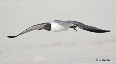 Laughing Gull