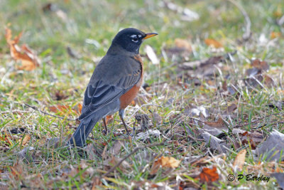 American Robin in wintery Ottawa