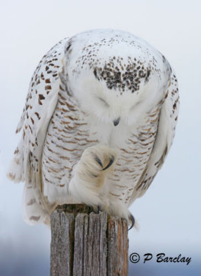 Snowy Owl: SERIES (3 images)