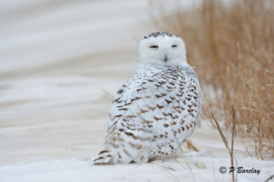 Snowy Owl:  SERIES (2 images)